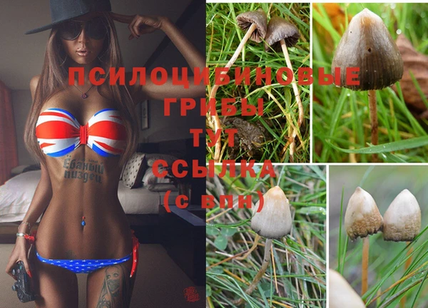 прущие грибы Краснослободск
